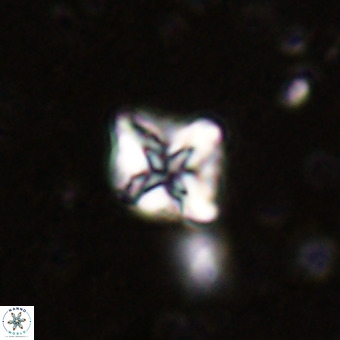 Micula vekshinae VR 21507