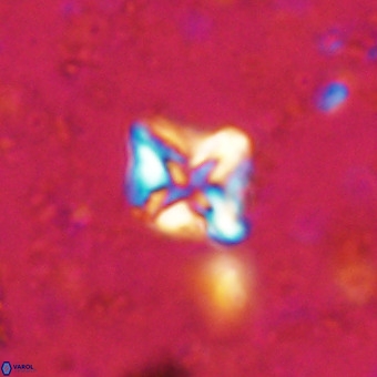 Micula vekshinae VR 21508