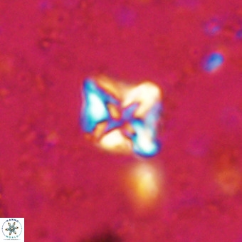 Micula vekshinae VR 21508