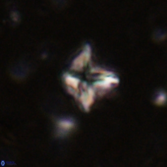 Micula vekshinae VR 21509