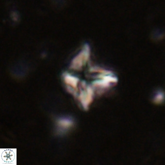 Micula vekshinae VR 21509