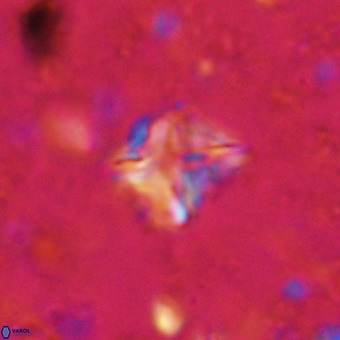 Micula vekshinae VR 21514