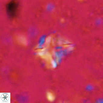 Micula vekshinae VR 21514