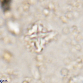 Micula vekshinae VR 21515