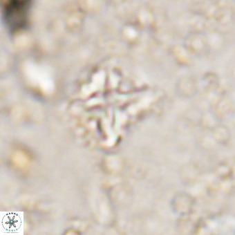 Micula vekshinae VR 21515