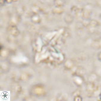 Micula vekshinae VR 21516