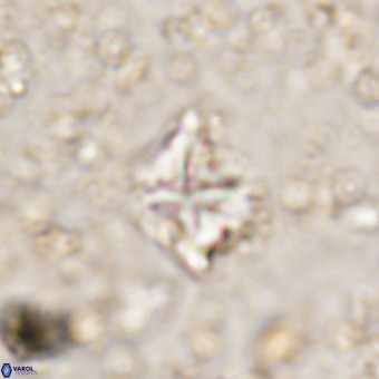 Micula vekshinae VR 21517