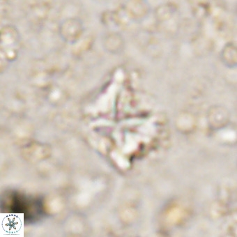Micula vekshinae VR 21517