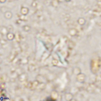 Micula vekshinae VR 21518