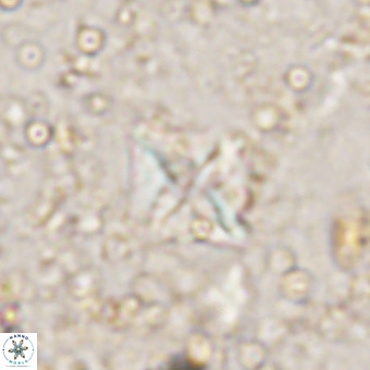 Micula vekshinae VR 21518