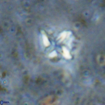 Micula vekshinae VR 21519