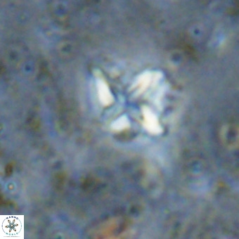 Micula vekshinae VR 21519