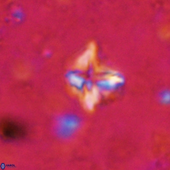 Micula vekshinae VR 21510