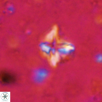 Micula vekshinae VR 21510