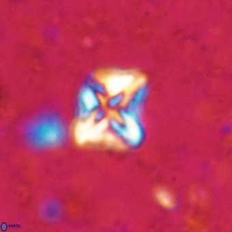 Micula vekshinae VR 21511
