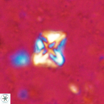 Micula vekshinae VR 21511