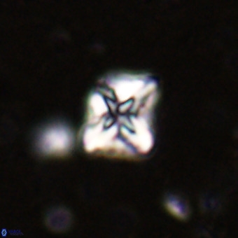Micula vekshinae VR 21512