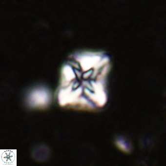 Micula vekshinae VR 21512