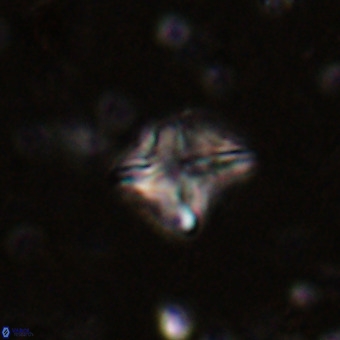 Micula vekshinae VR 21513