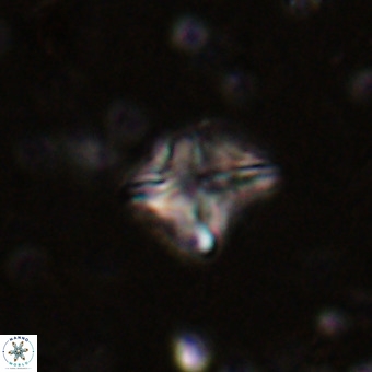 Micula vekshinae VR 21513
