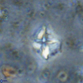 Micula vekshinae VR 21520