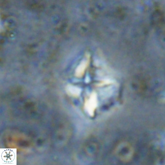Micula vekshinae VR 21520