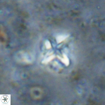 Micula vekshinae VR 21521