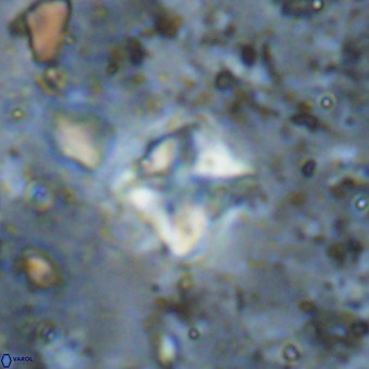 Micula vekshinae VR 21522