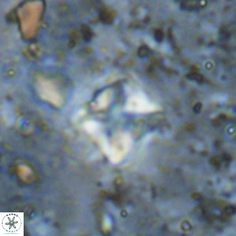 Micula vekshinae VR 21522