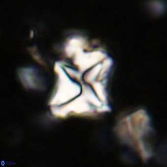 Micula vekshinae VR 21694