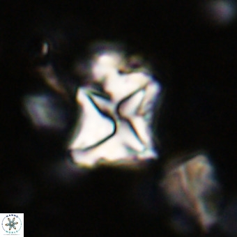 Micula vekshinae VR 21694