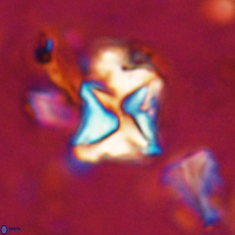 Micula vekshinae VR 21695