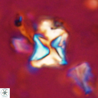 Micula vekshinae VR 21695