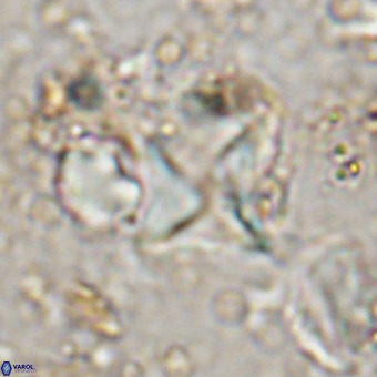 Micula vekshinae VR 21696