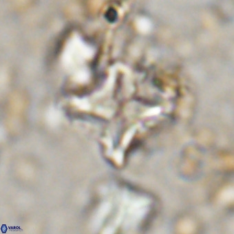 Micula vekshinae VR 21697