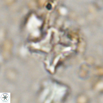 Micula vekshinae VR 21697