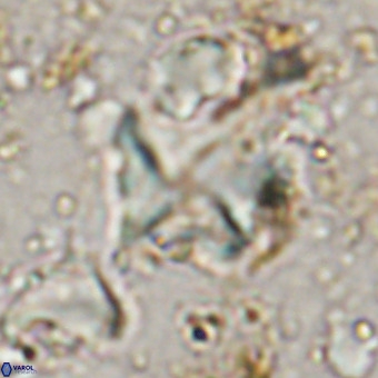 Micula vekshinae VR 21698