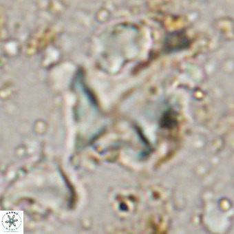 Micula vekshinae VR 21698