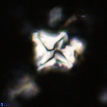 Micula vekshinae VR 21690