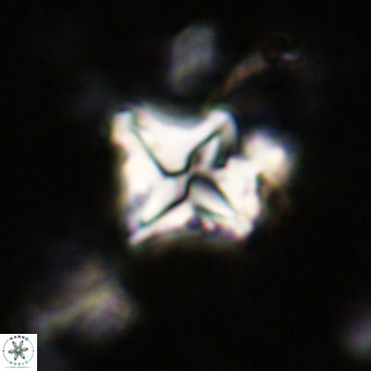 Micula vekshinae VR 21690