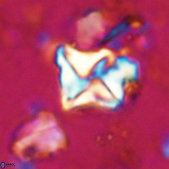 Micula vekshinae VR 21691