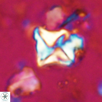 Micula vekshinae VR 21691