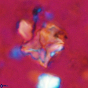 Micula vekshinae VR 21692