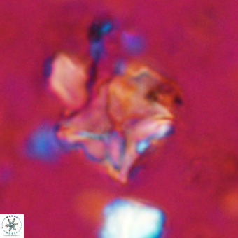 Micula vekshinae VR 21692