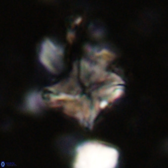 Micula vekshinae VR 21693