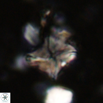 Micula vekshinae VR 21693