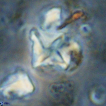 Micula vekshinae VR 21700