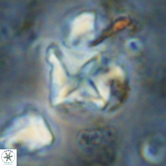 Micula vekshinae VR 21700