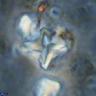 Micula vekshinae VR 21701