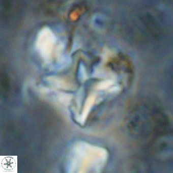 Micula vekshinae VR 21701